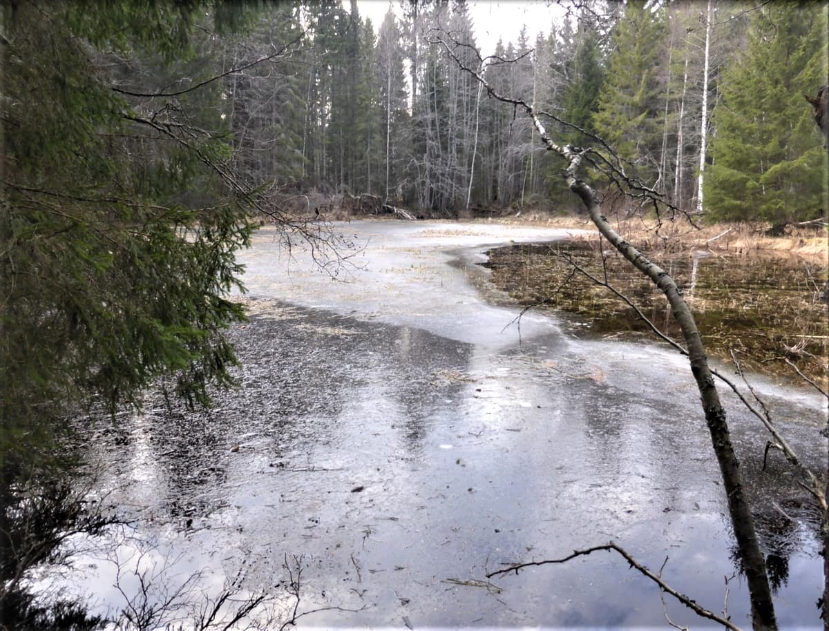 Kvarn eller Sågfallet
